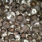 hinh minh hoa say 05 | GPsolar