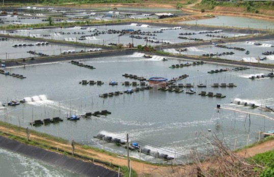 Áp dụng hệ thống điện mặt trời cho ao tôm công nghiệp